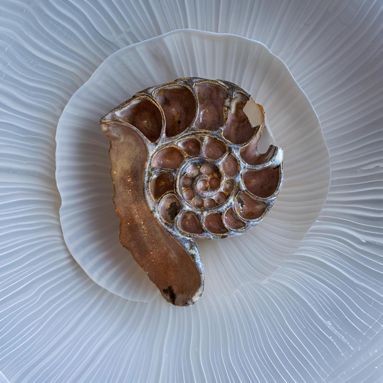 Concha Nautilus